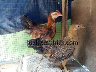Galeri Foto Ayam Onagadori Terbaru 4 Galeri Foto Ayam Onagadori Terbaru Jual Ayam Hias Ayam Onagadori Usia 3 Bulan