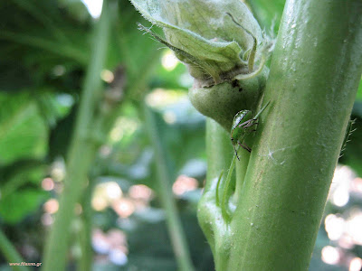 Μπάμια: σπορά φύτεμα καλλιέργεια