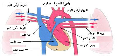 الدورة الدموية الصغرى والكبرى الموسوعة المدرسية