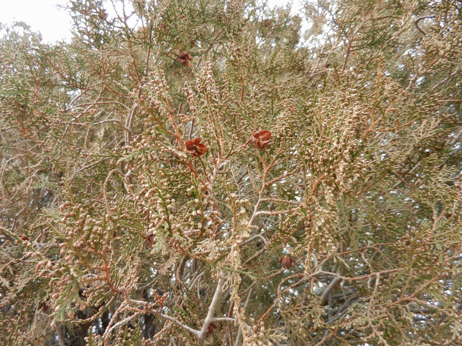 strange berry bush strange berry bush