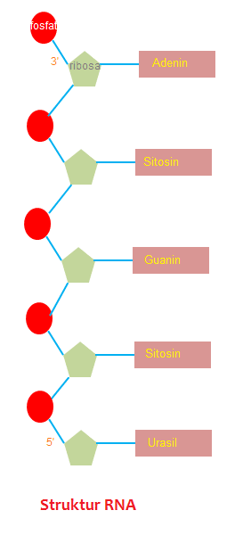 Pengertian Rna Dan Komponen Penyusun Rna Asep Respati