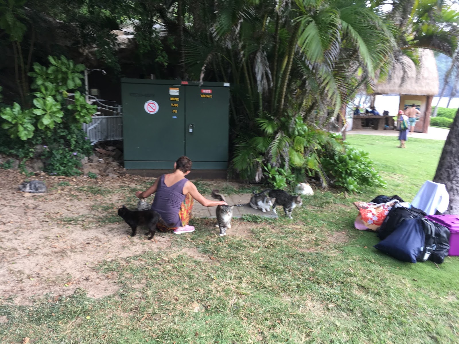 Back on Oahu, where cats are easily found...