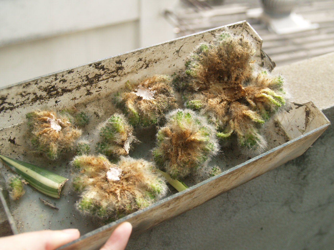 Cactus Lover What to do when cactus is rotting???