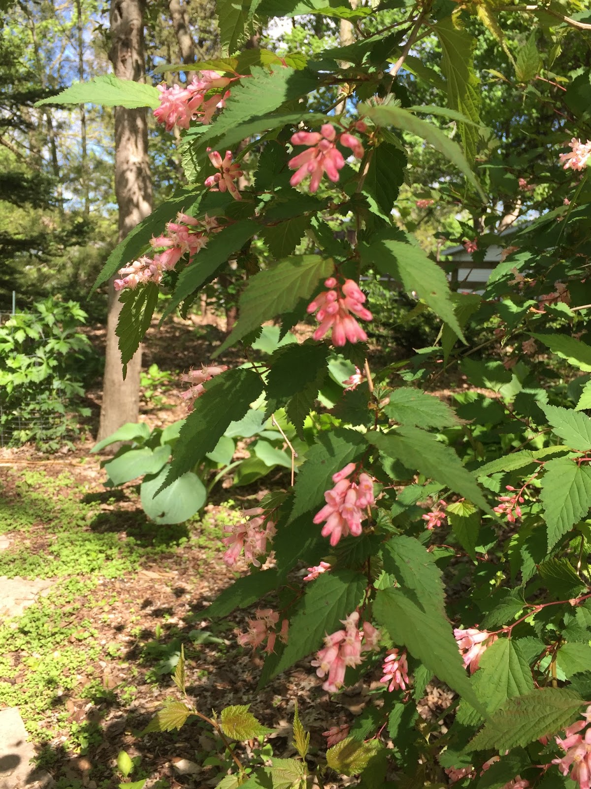 My Enchanting Cottage Garden The 10 Best Perennials For Shade