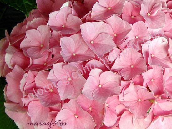 Pink hydrangea close up-Hortensia