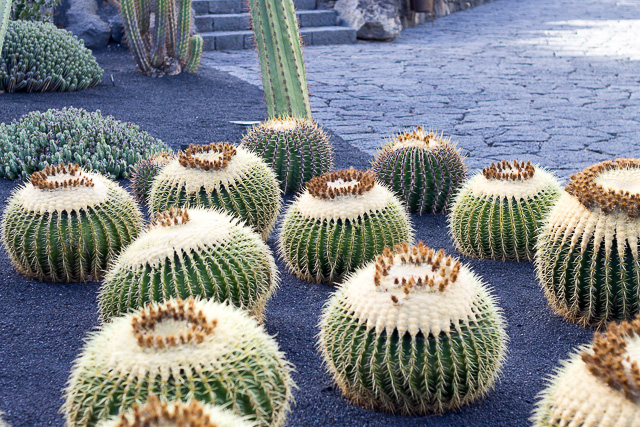viajar lanzarote niños jameos del agua jardin cactus hervideros golfo