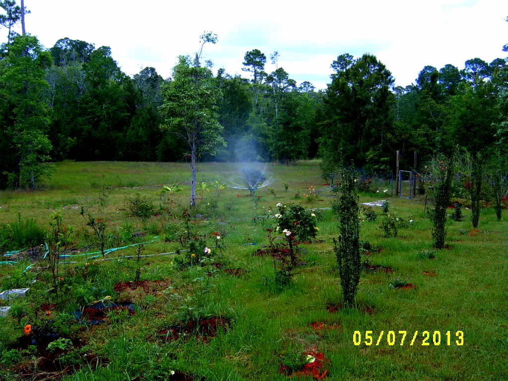 Alabama Rose and Flower Garden from a Non-Green Thumb: My Favorite