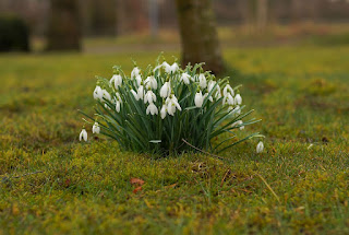 Snowdrop Spring Flowers, by Karsten Paulick on Pixabay Image: Snowdrop Spring Flowers, by Karsten Paulick on Pixabay