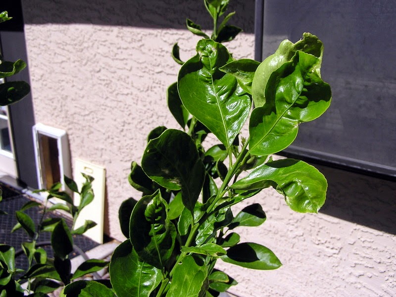 Xtremehorticulture of the Desert: Curling and Twisted Growth of Citrus