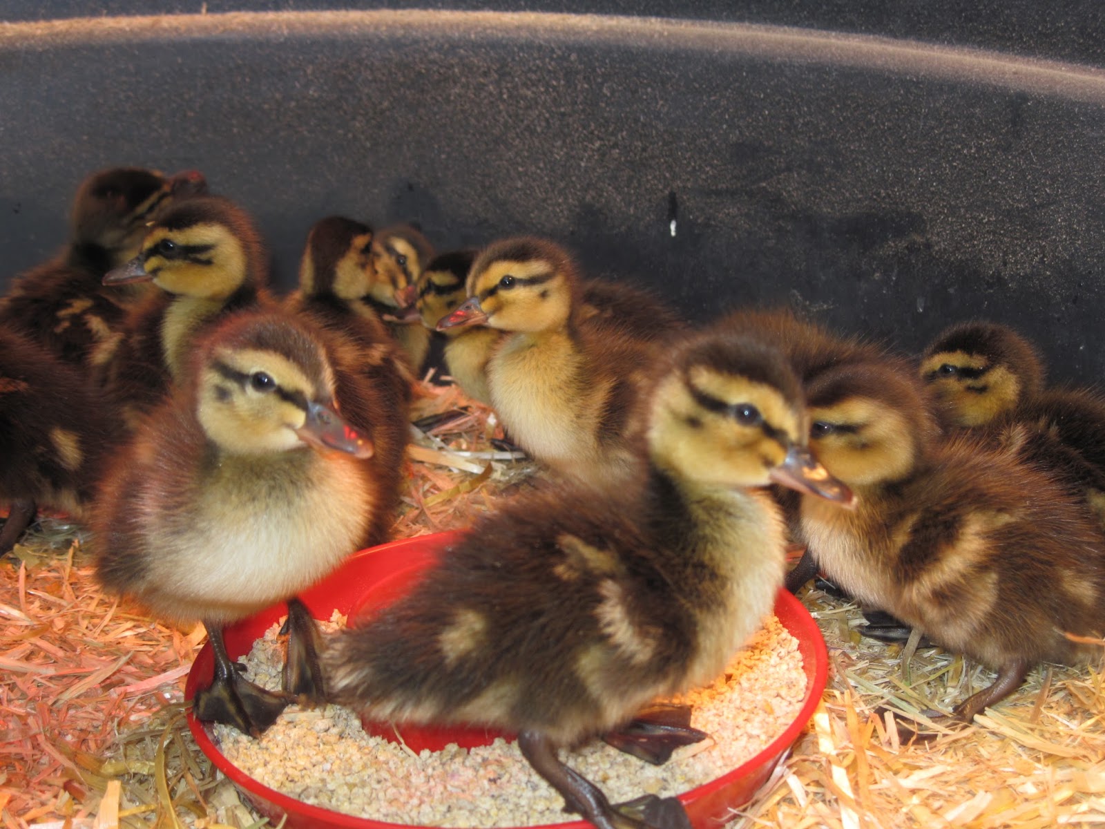 360 Farm and Pet Ducklings FOR SALE!!!