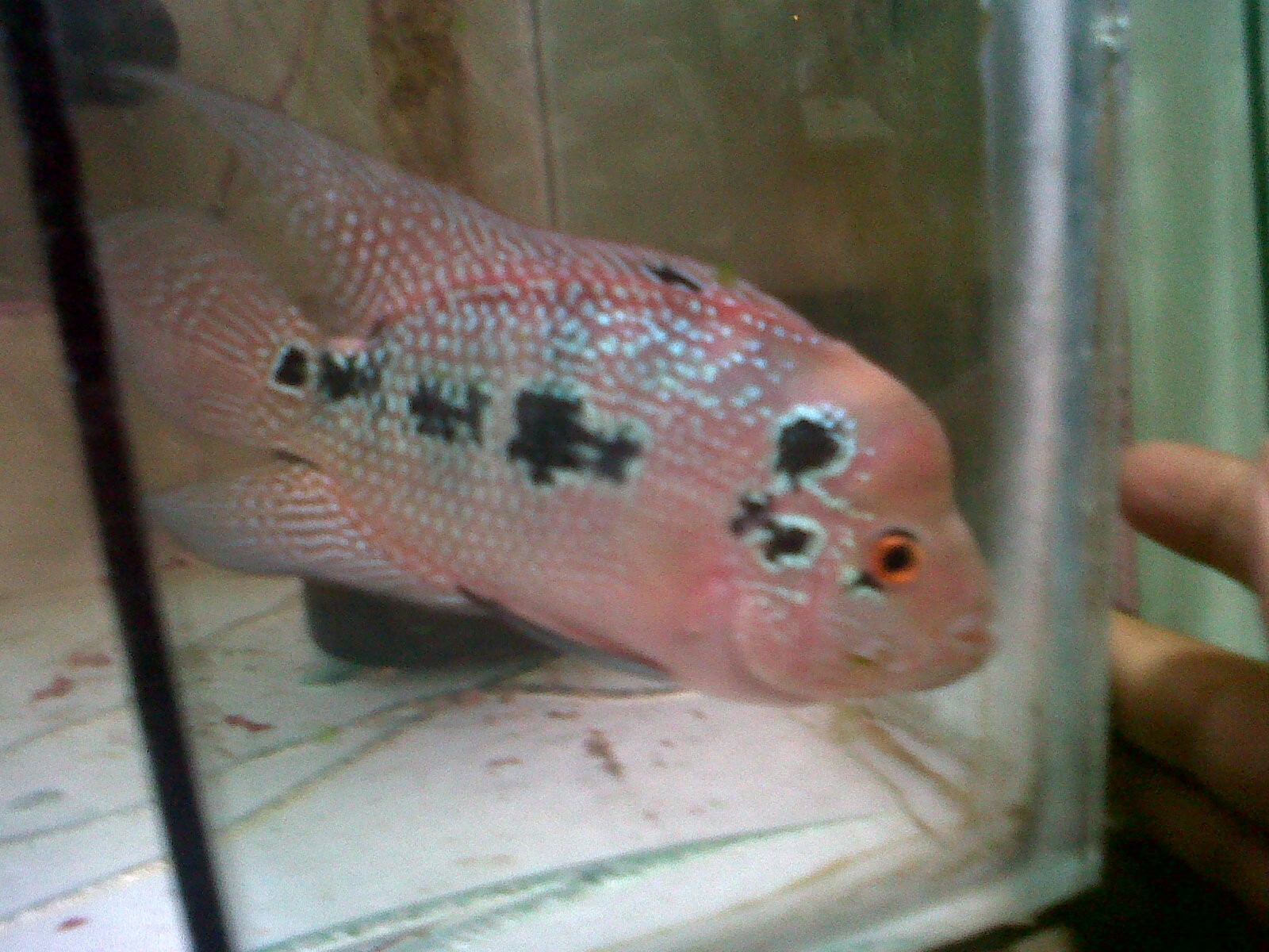 Flower Horn Male and Female Identification