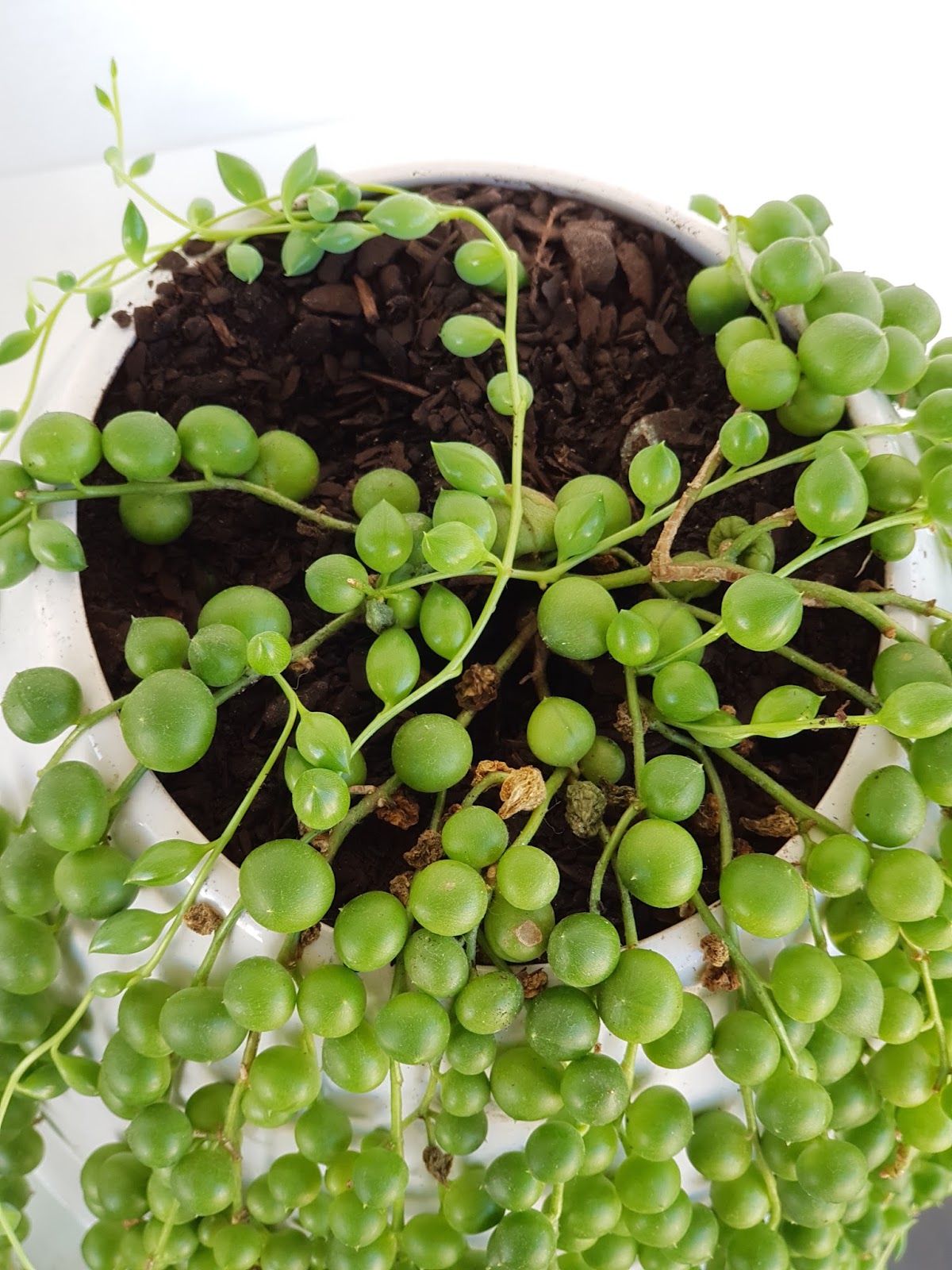 String of Pearls A Sad Story About Root Rot.