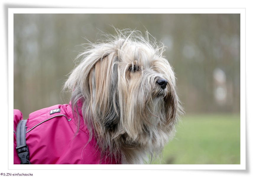[Hundeblog] Einfach Socke Wieviel Kleidung braucht ein Tibet Terrier?