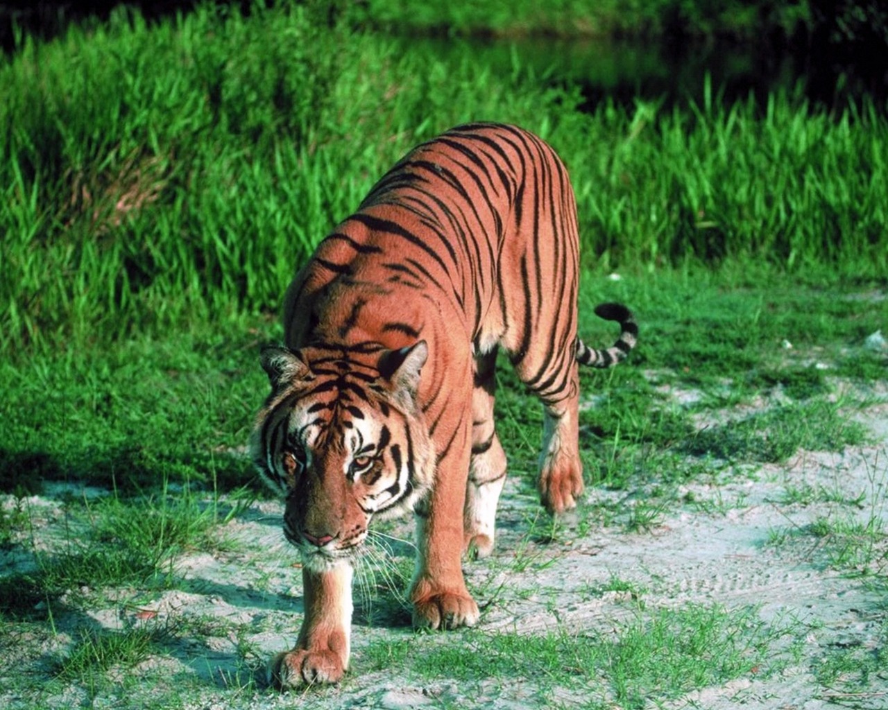 download amazing tiger in jungle hd desktop wallpapers free hd