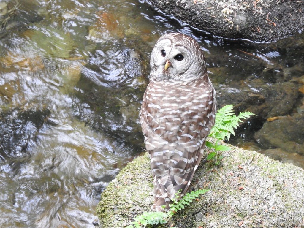 natural connections Barred Owls Eating Crayfish