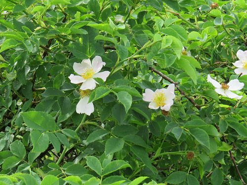 Rosa rubiginosa