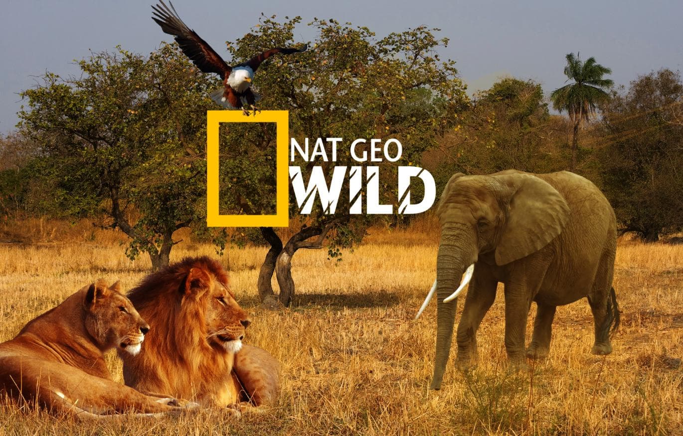 Программа дикой природы. Нат Гео вайлд. Канал Nat geo Wild. Телеканал нат Гео вайлд. Передачи про природу и животных.