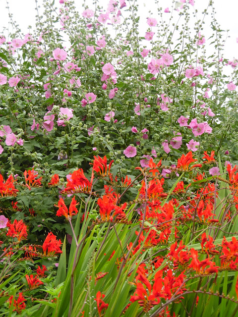 Burton Agnes Hall & Gardens kompozycja bylinowa