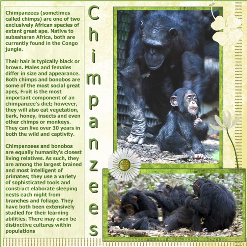 March.2016. C= for Chimpanzees (Custom)