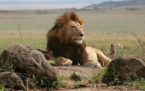 Plateau State plans naming ceremony for lion named after Gov Lalong ...