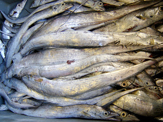 in our waters: The Ribbonfish