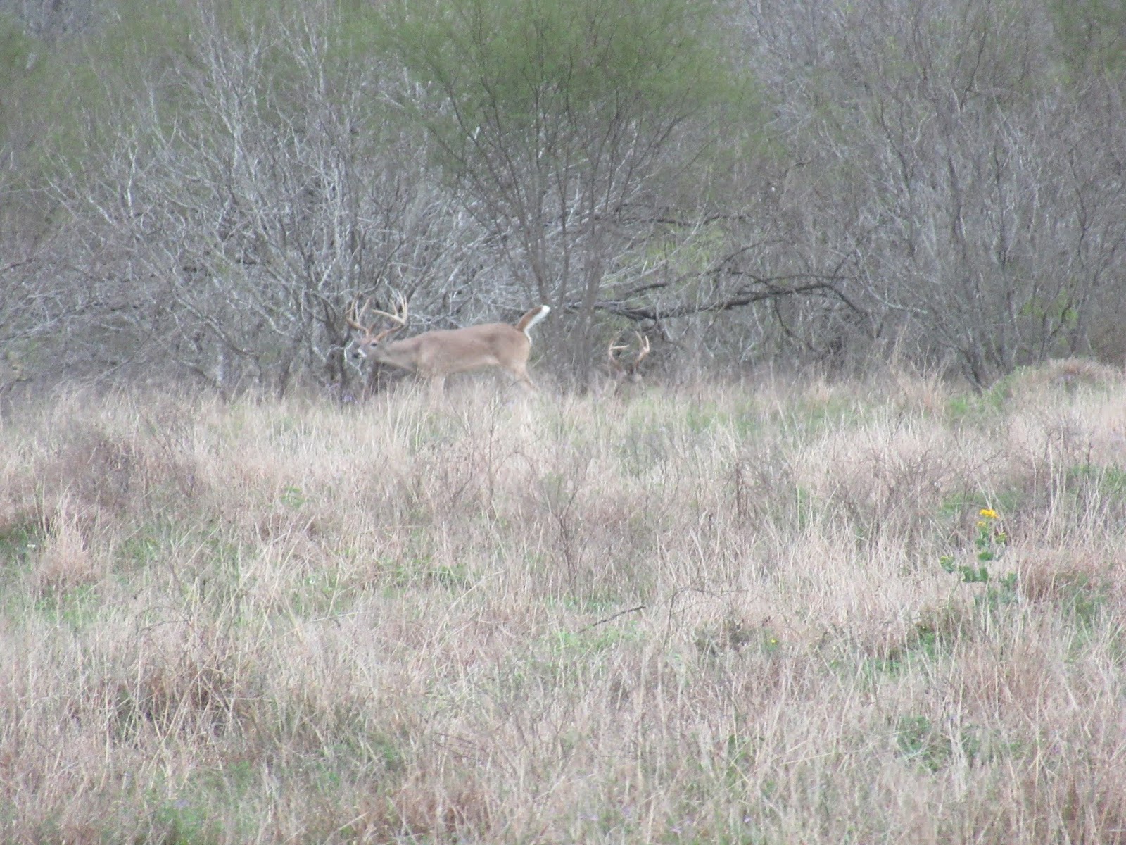 The Taxidermist's Wife: King Ranch, Kingsville, Texas