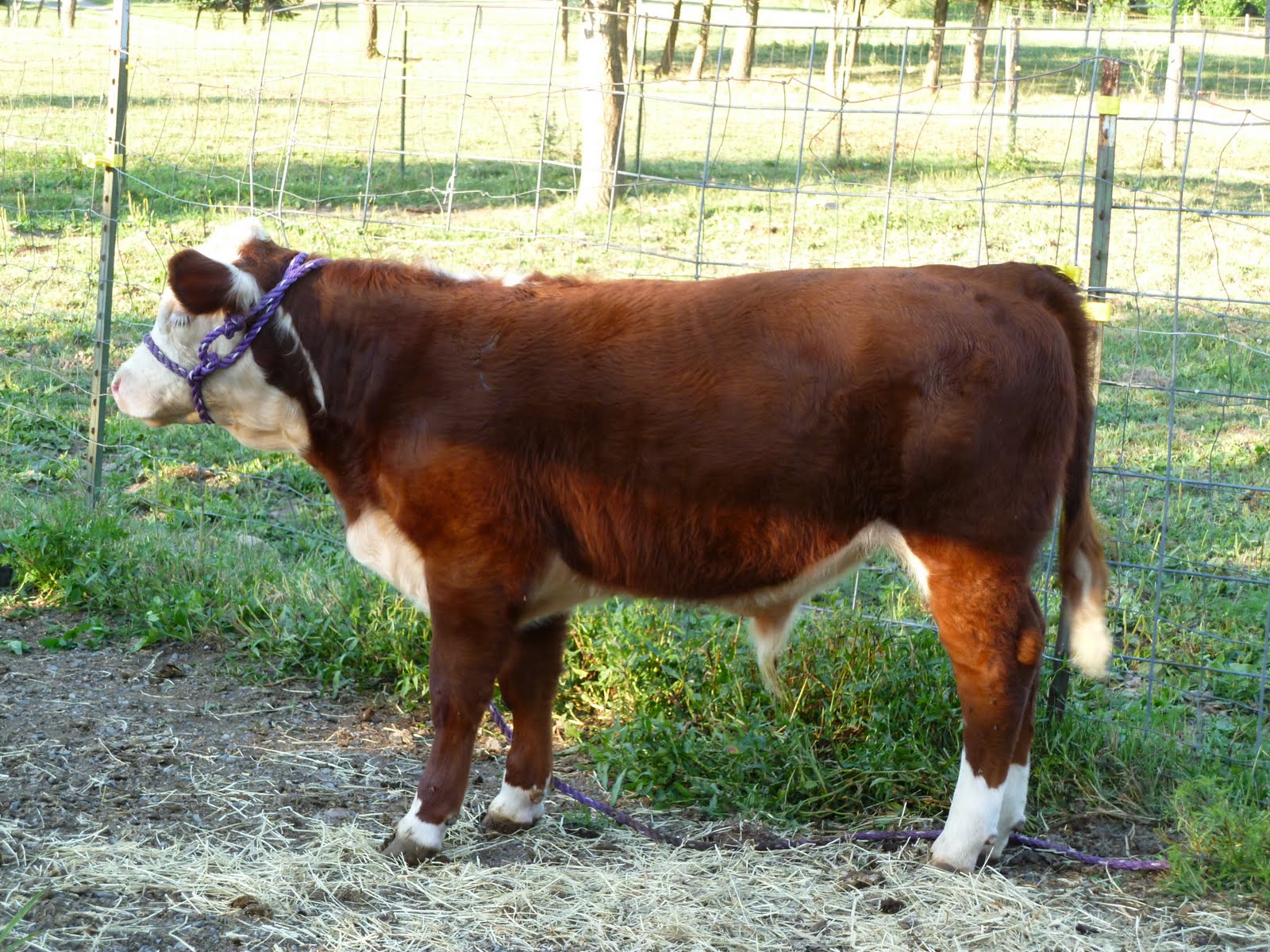 Middleground Miniature Herefords Polled Miniature Hereford bulls