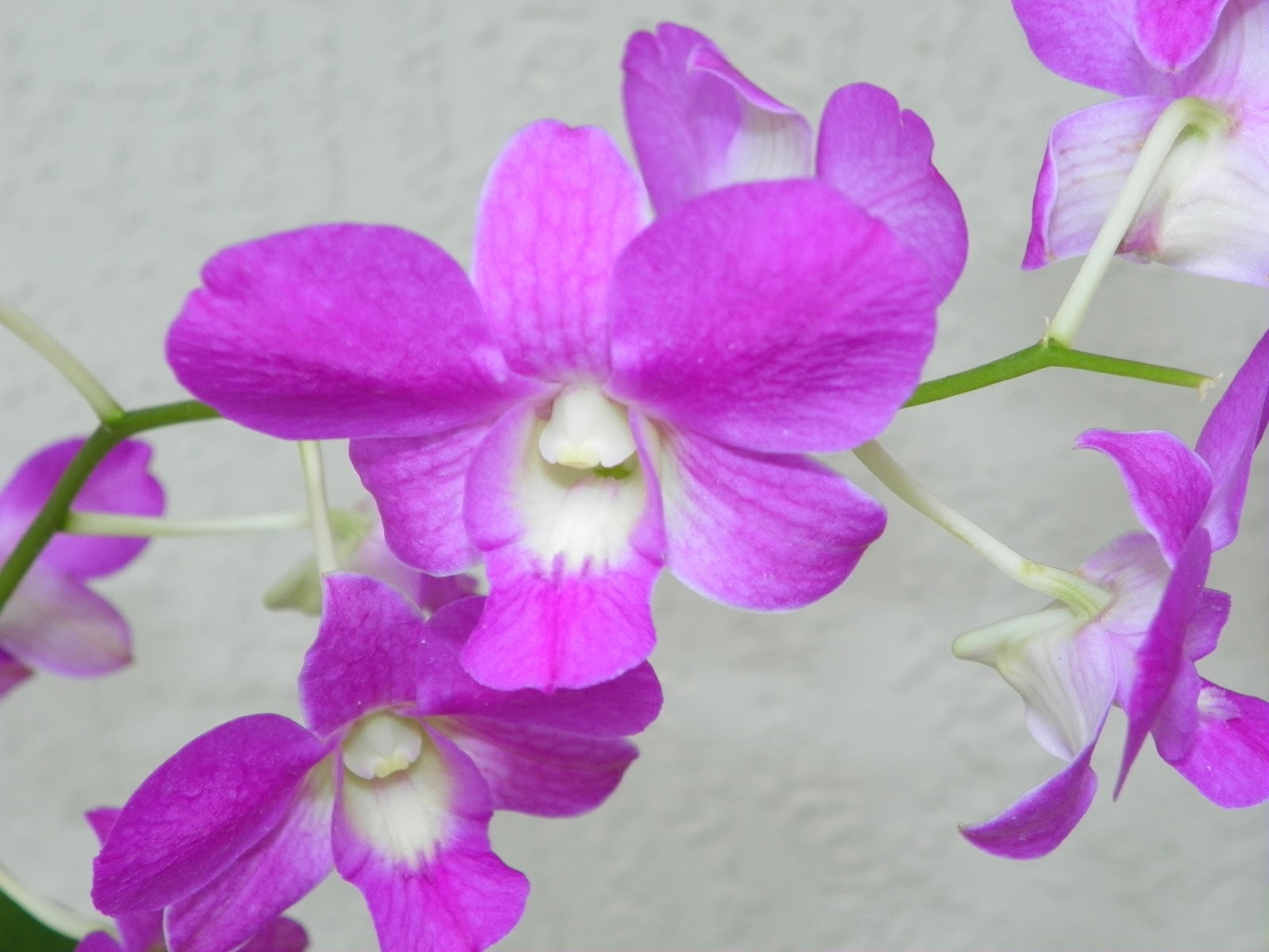 Houseplant SOS Orchids for Easter