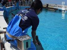 海洋博公園 別錯過的海豚瀉湖