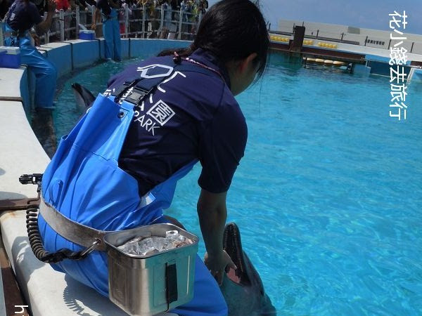 海洋博公園 別錯過的海豚瀉湖