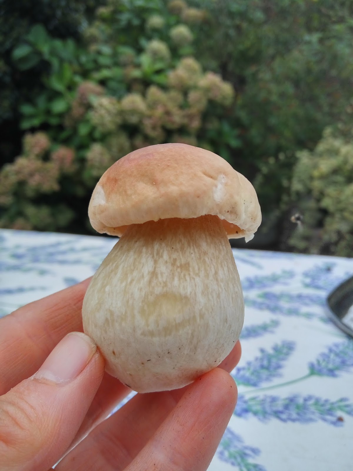 MANUELASUACASA PORCINI SOTT'OLIO