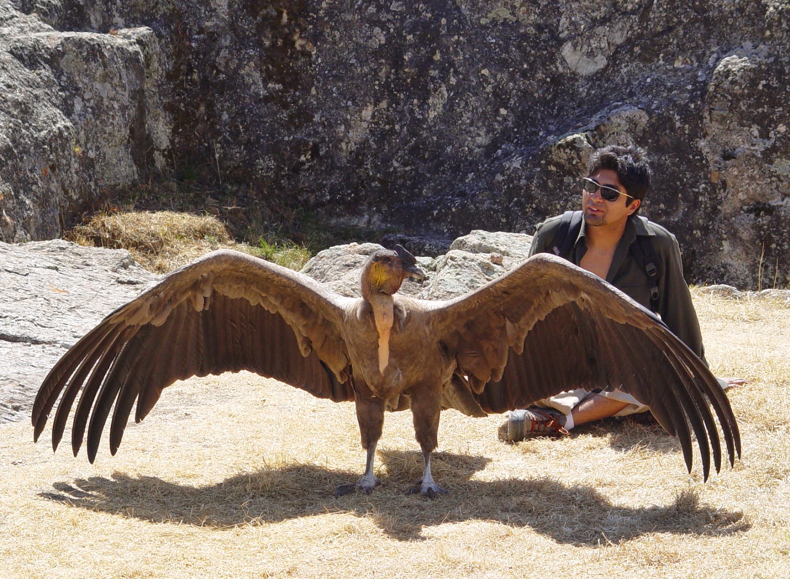 fun animals wiki videos pictures stories october 2014 andean condor size comparison