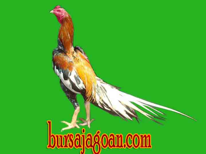 Ayam Bangkok Wiring Kuning Peringkat Pertama Dalam Katurangga ~ Keripik