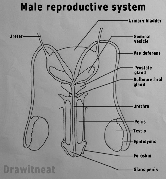 Draw It Neat How To Draw Male Reproductive System