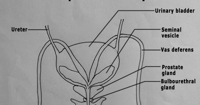 DRAW IT NEAT : How to draw Male reproductive system - Front view