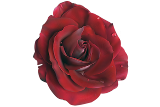 www_flatcast_biz_png_cicekler_%2B%252827%2529.png