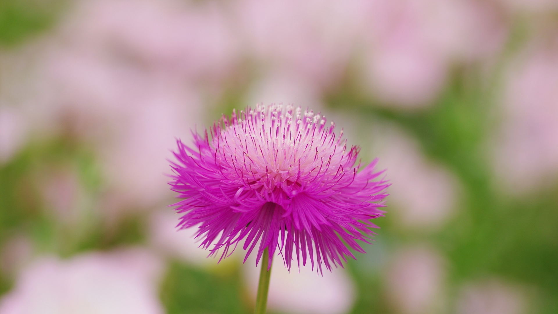 pink-fluffy-flower-high-definition-wallpapers-hd-wallpapers