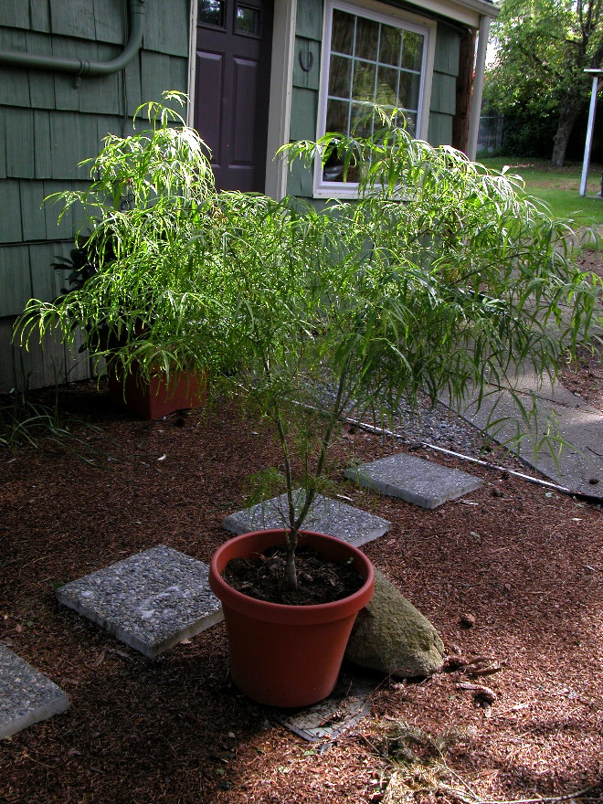 Plants of Promise Koto No Ito Japanese Maple Plants of Promise Koto No Ito Japanese Maple