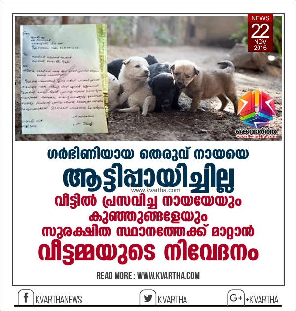 Street Dog, Udma, Housewife, Kerala, Kasaragod, Petition, Veterinary Medical Officer, House, Stray dog: housewife approaches veterinary hospital