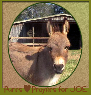 Prayers for Joe