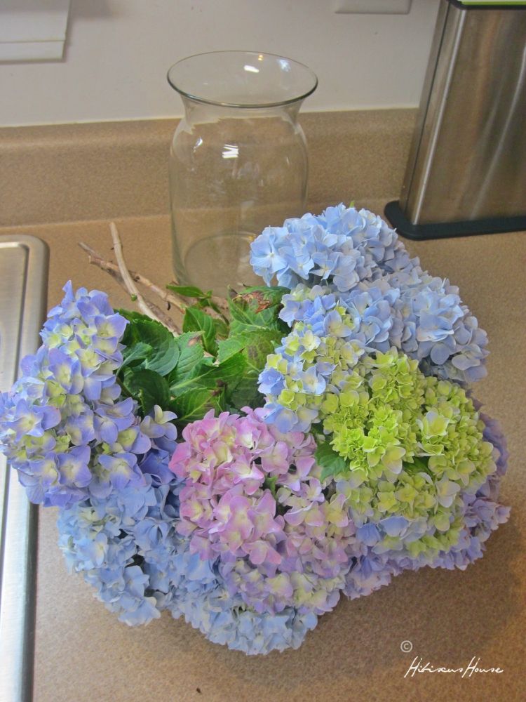 Hibiscus House Arranging Beautiful Hydrangeas!