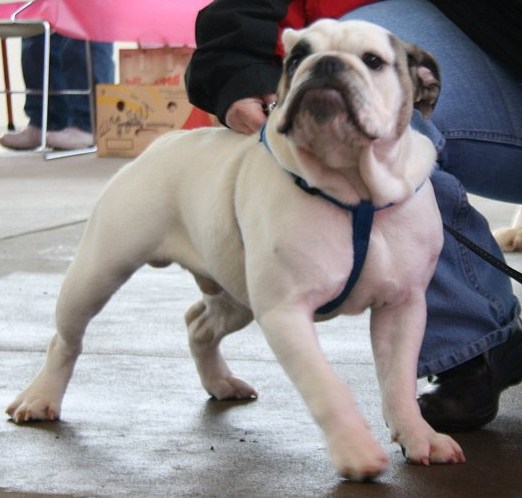 Rescue Dog Owners Group Rescue Dog Owners Group