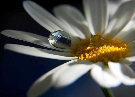 Migliori Aforismi Frasi Sulla Sensibilita