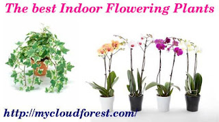 online flowering plants