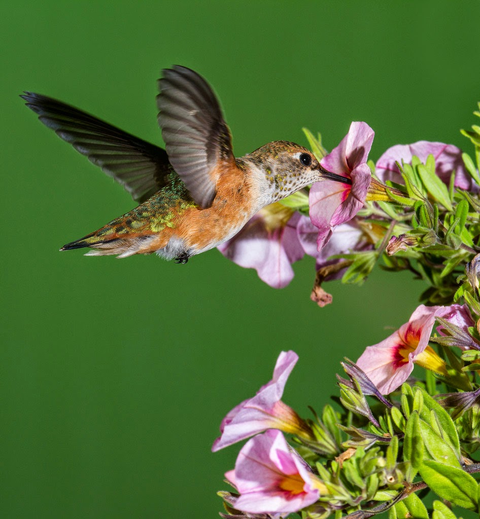 Chris The Photog Butterflies and Hummingbirds