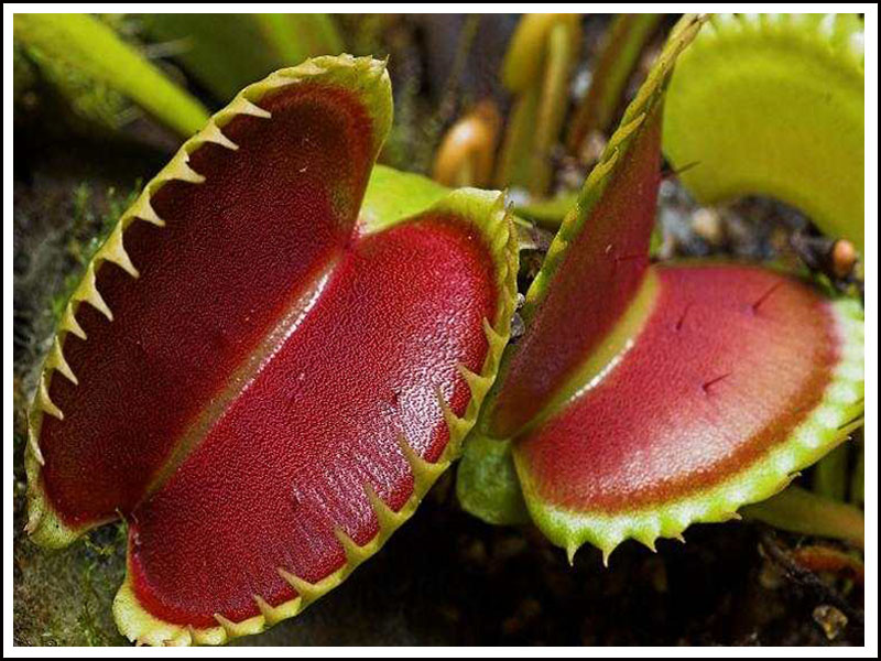 High Definition Wallpapers Do You Know About Killer Plants