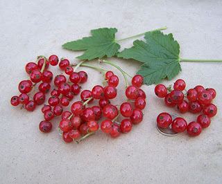 Смородина: черная, красная, розовая и белая.