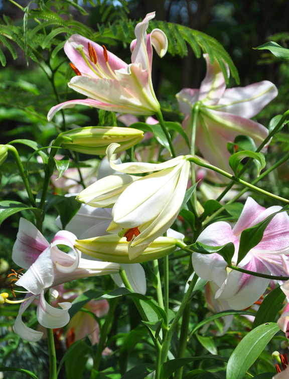 Three Dogs in a Garden Oriental Lilies in the Garden of Marion Jarvie
