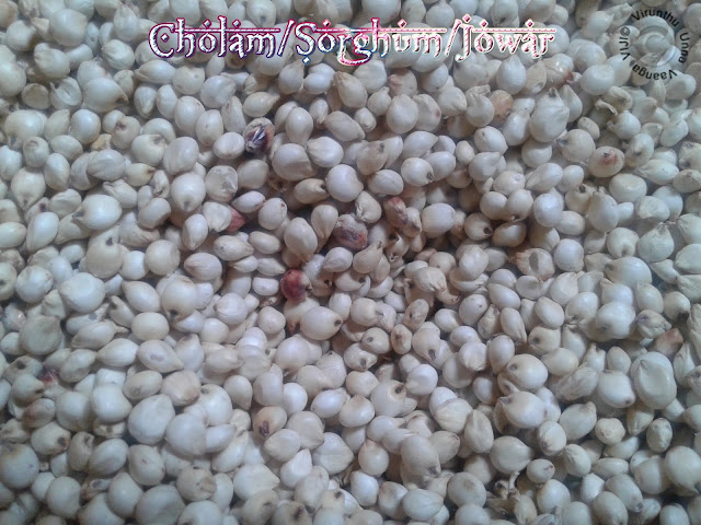 cholam-sorghum-jowar