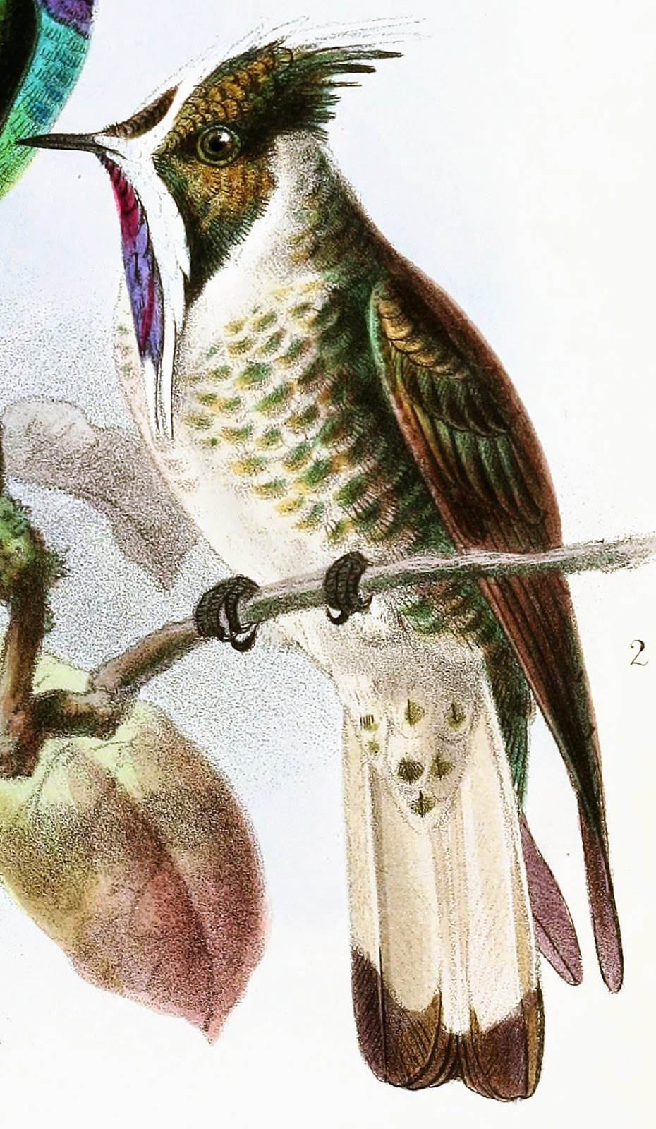 Sciency Thoughts Bluebearded Helmetcrest Hummingbird classified as Critically Endangered.